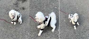 부산동물보호센터_426325202300255