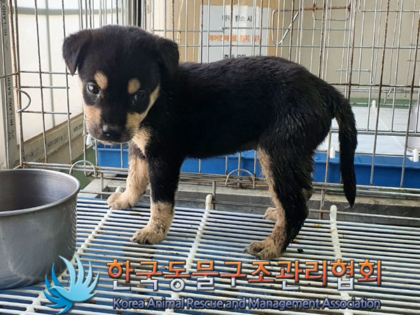 한국동물구조관리협회_441414202300536