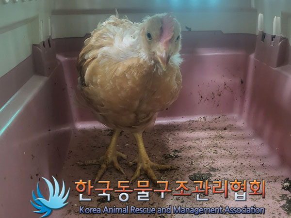 한국동물구조관리협회_411312202300494