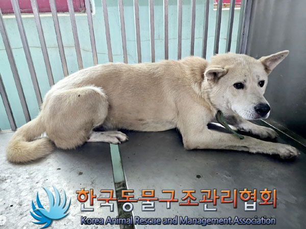 한국동물구조관리협회_441409202301170