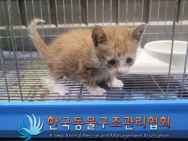 한국동물구조관리협회_441406202301081