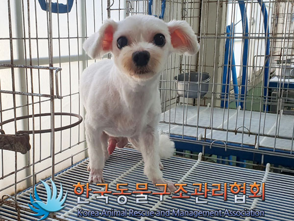 한국동물구조관리협회_411323202300711