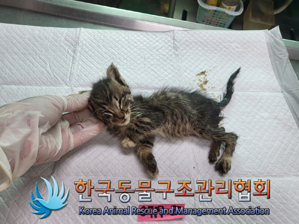 한국동물구조관리협회_411315202300480