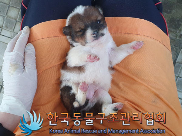 한국동물구조관리협회_441414202300544