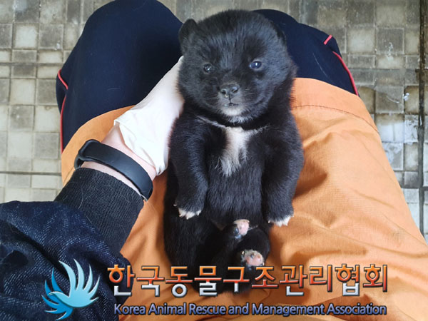 종료(안락사) 믹스…