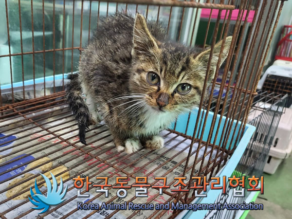 한국동물구조관리협회_441559202300791