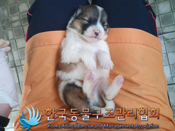 종료(자연사) 믹스…