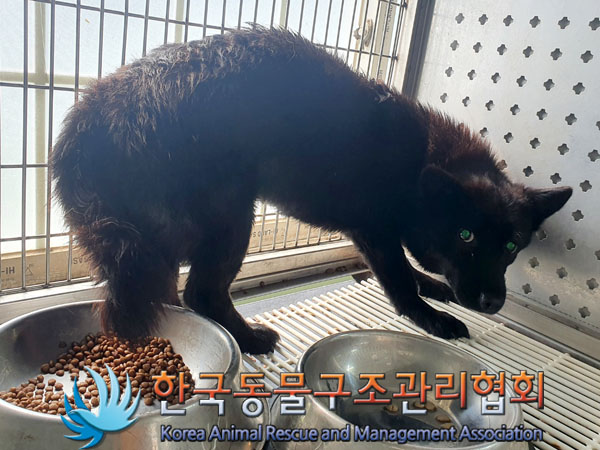 한국동물구조관리협회_441414202300546
