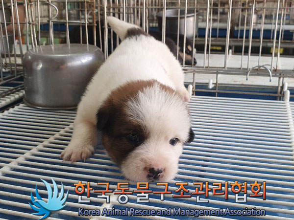 한국동물구조관리협회_441414202300543