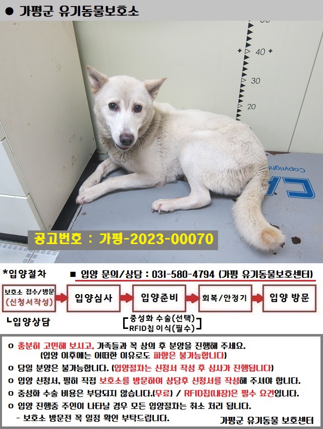 보호중 믹스견의 가…