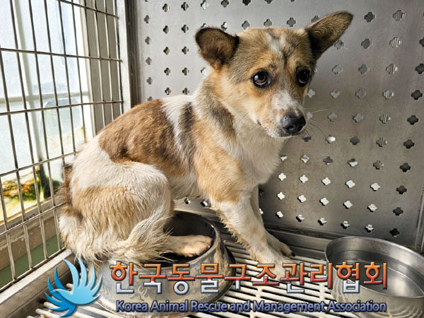 한국동물구조관리협회_441559202300792