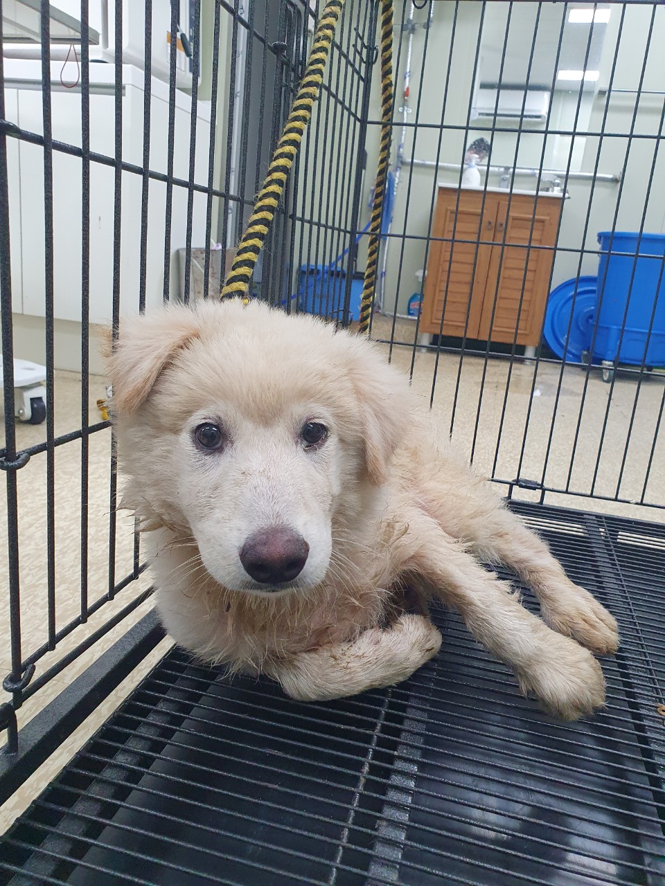 남양주시동물보호센터_441399202301770