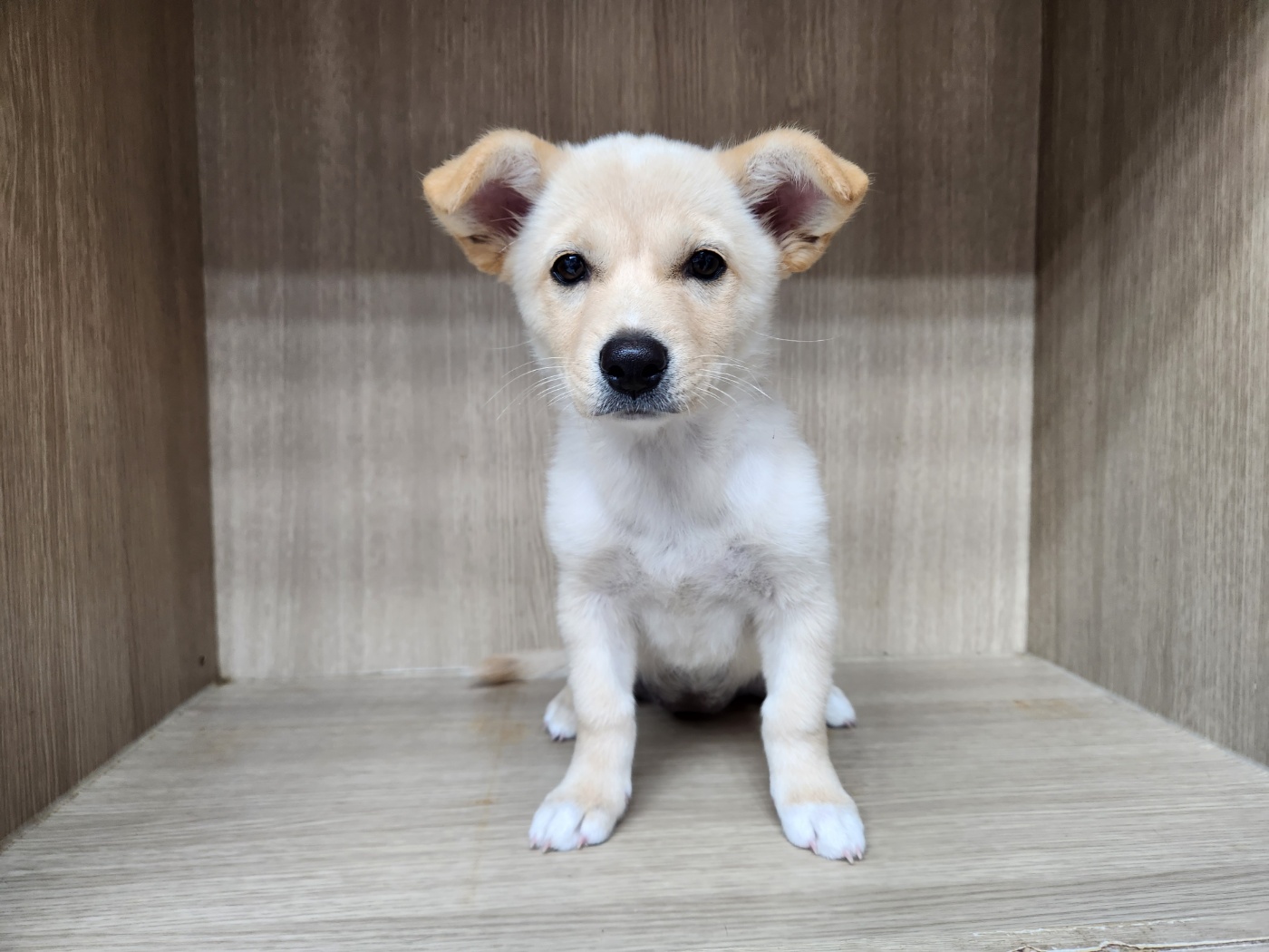 광주TNR동물병원송정_441554202301211
