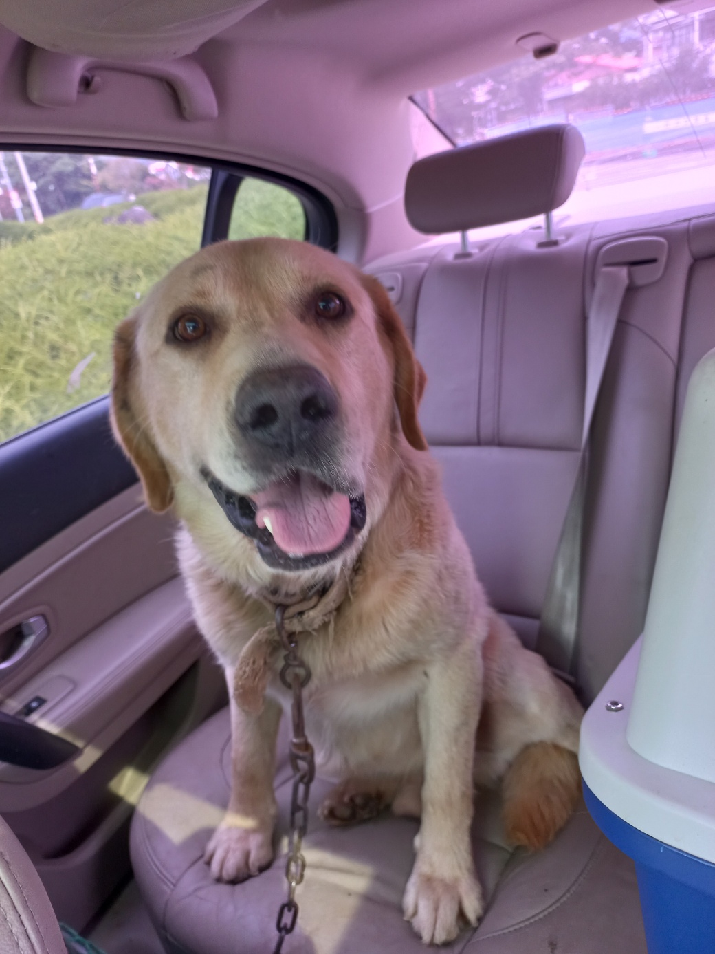 예산동물보호센터_444461202300479