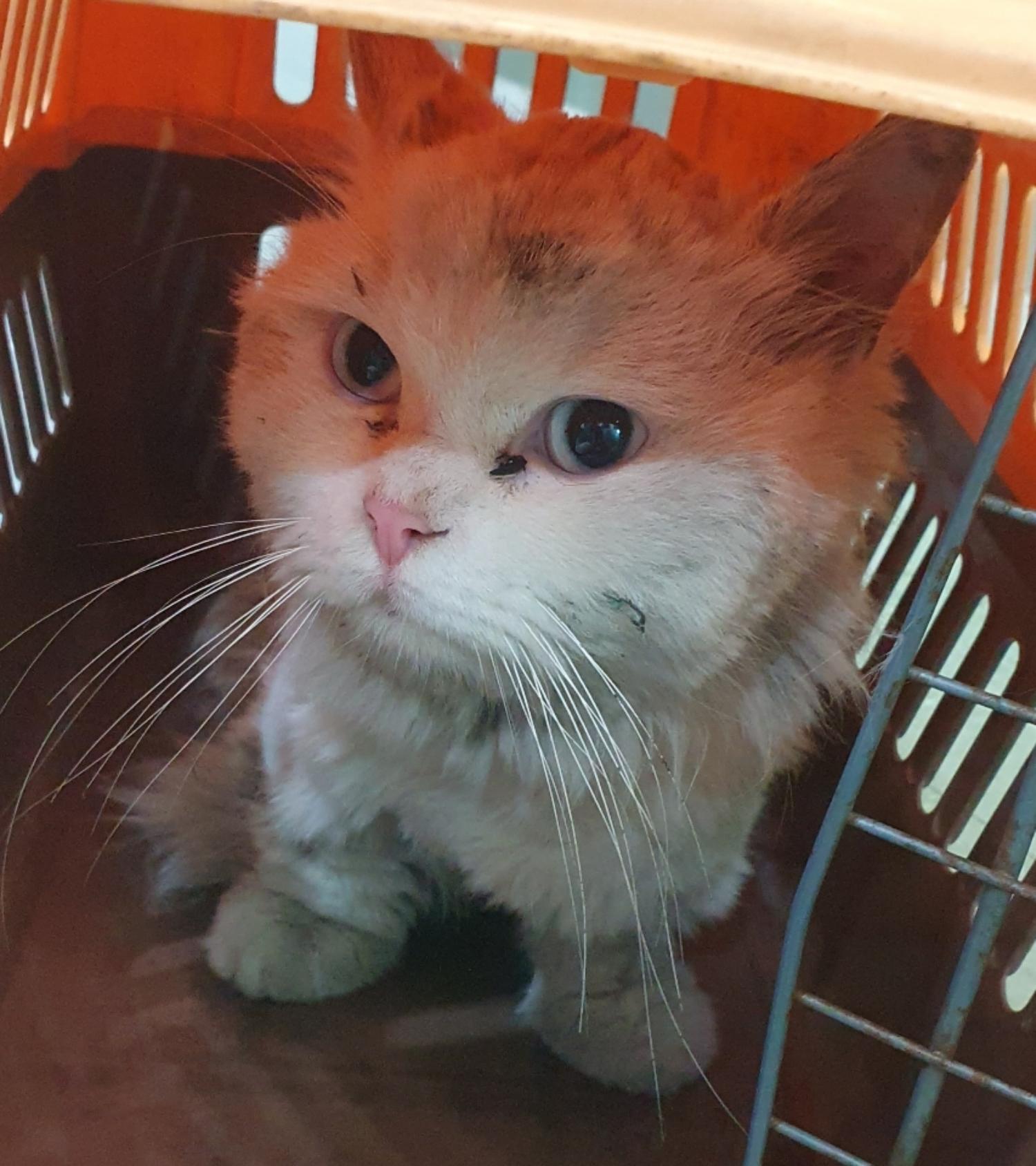 펫앤쉘터동물병원_441378202301318