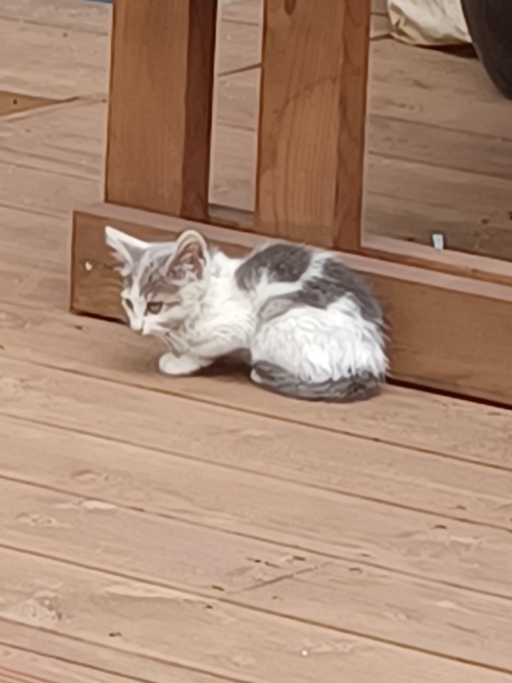 강릉시 동물사랑센터_442420202300437