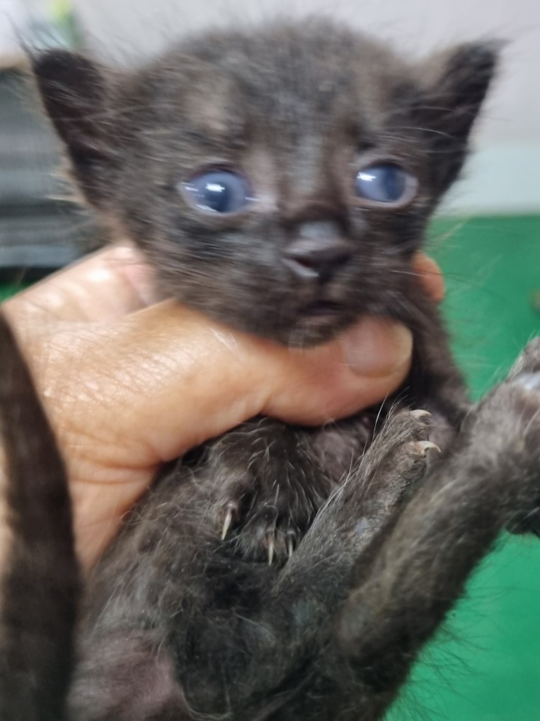 보호중 한국 고양이…
