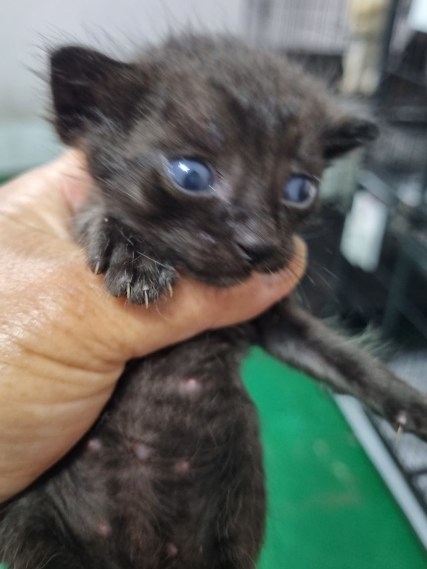 보호중 한국 고양이…