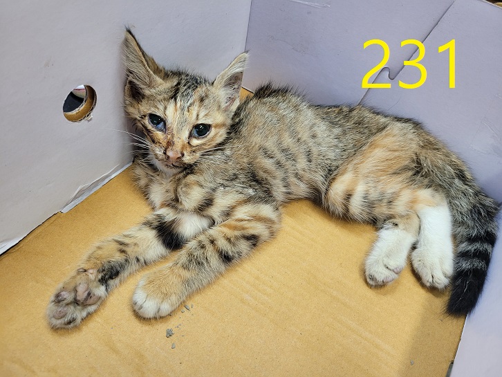 신영재동물병원_428355202300393