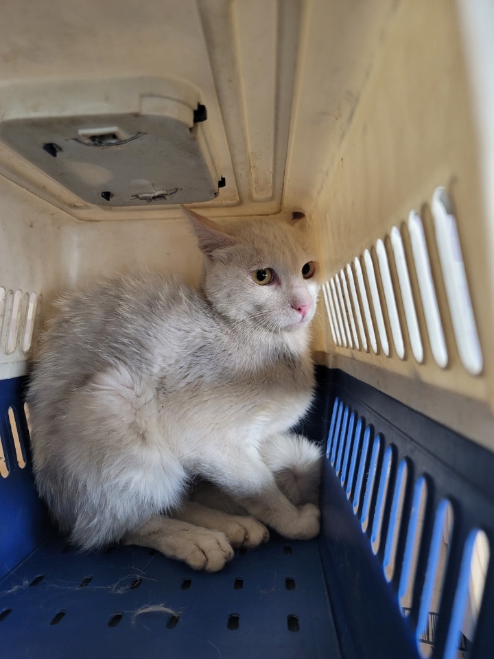 괴산증평동물보호센터_443446202300283