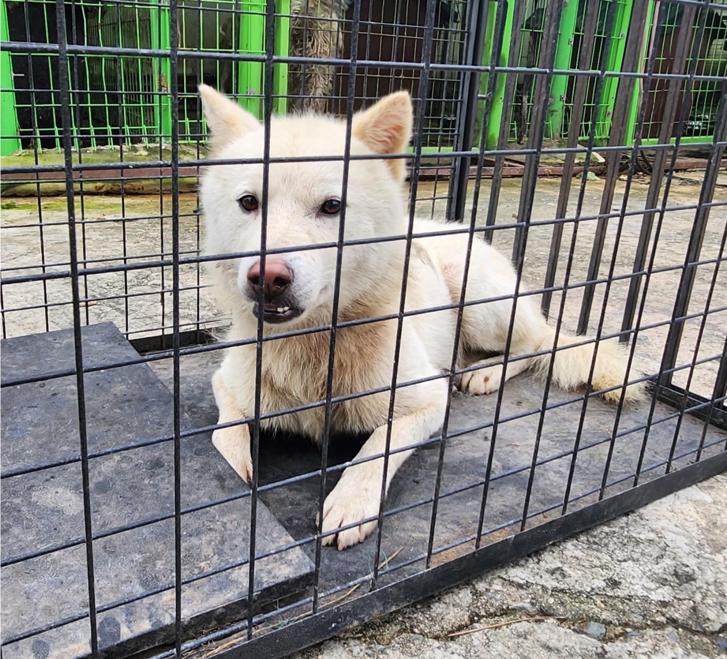 울산유기동물보호센터_431370202300700