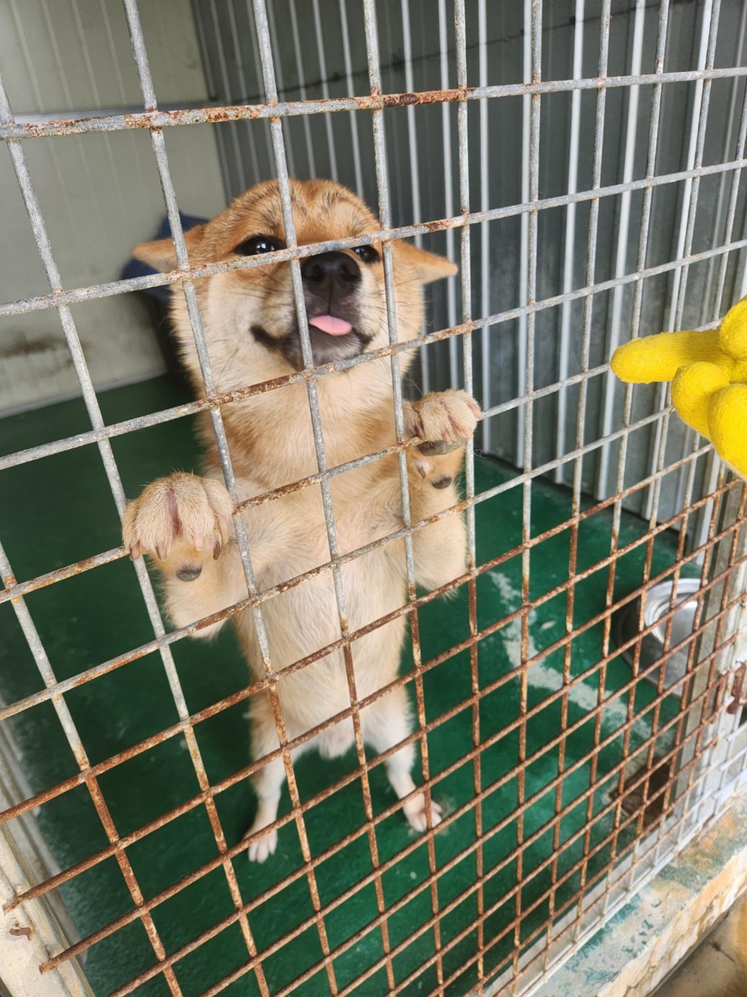 보호중 믹스견의 가…