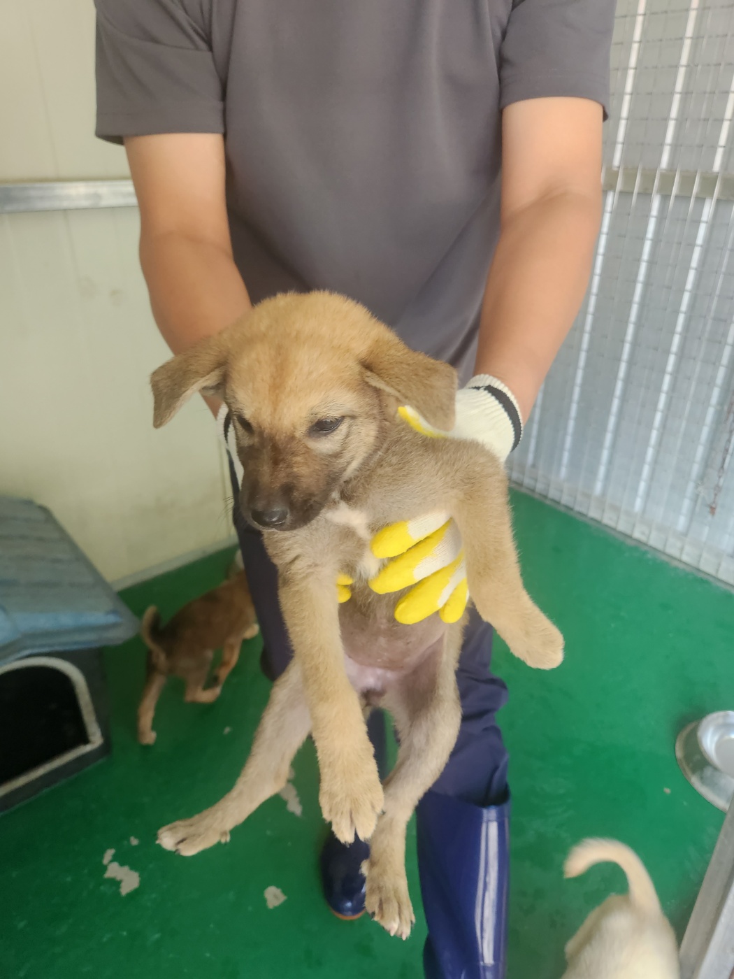 예천군유기동물보호소_447523202300401