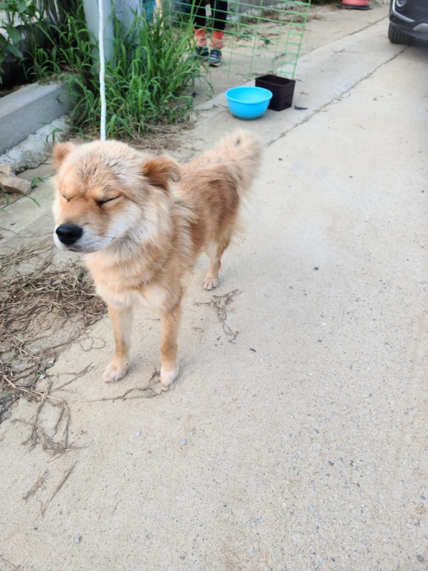 평택시유기동물보호소_441391202301738