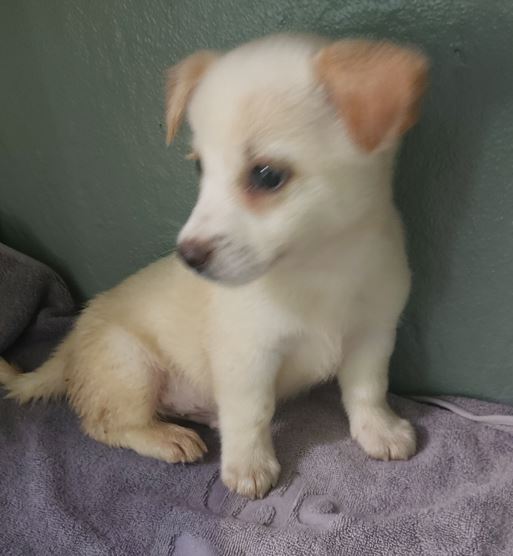 보령시유기동물보호소_444451202300666