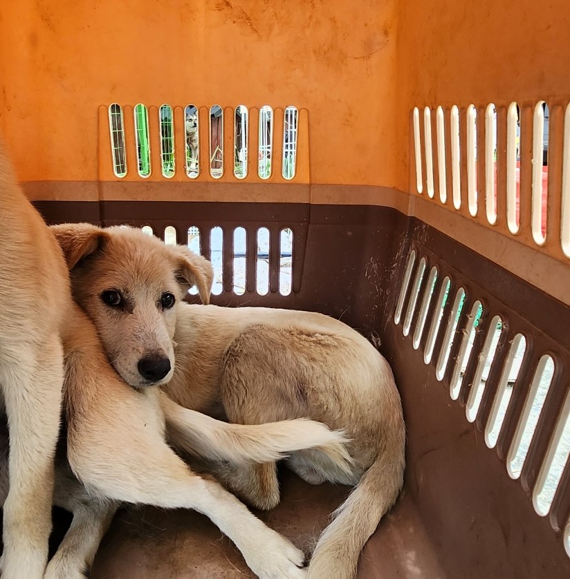 울산유기동물보호센터_431373202300773