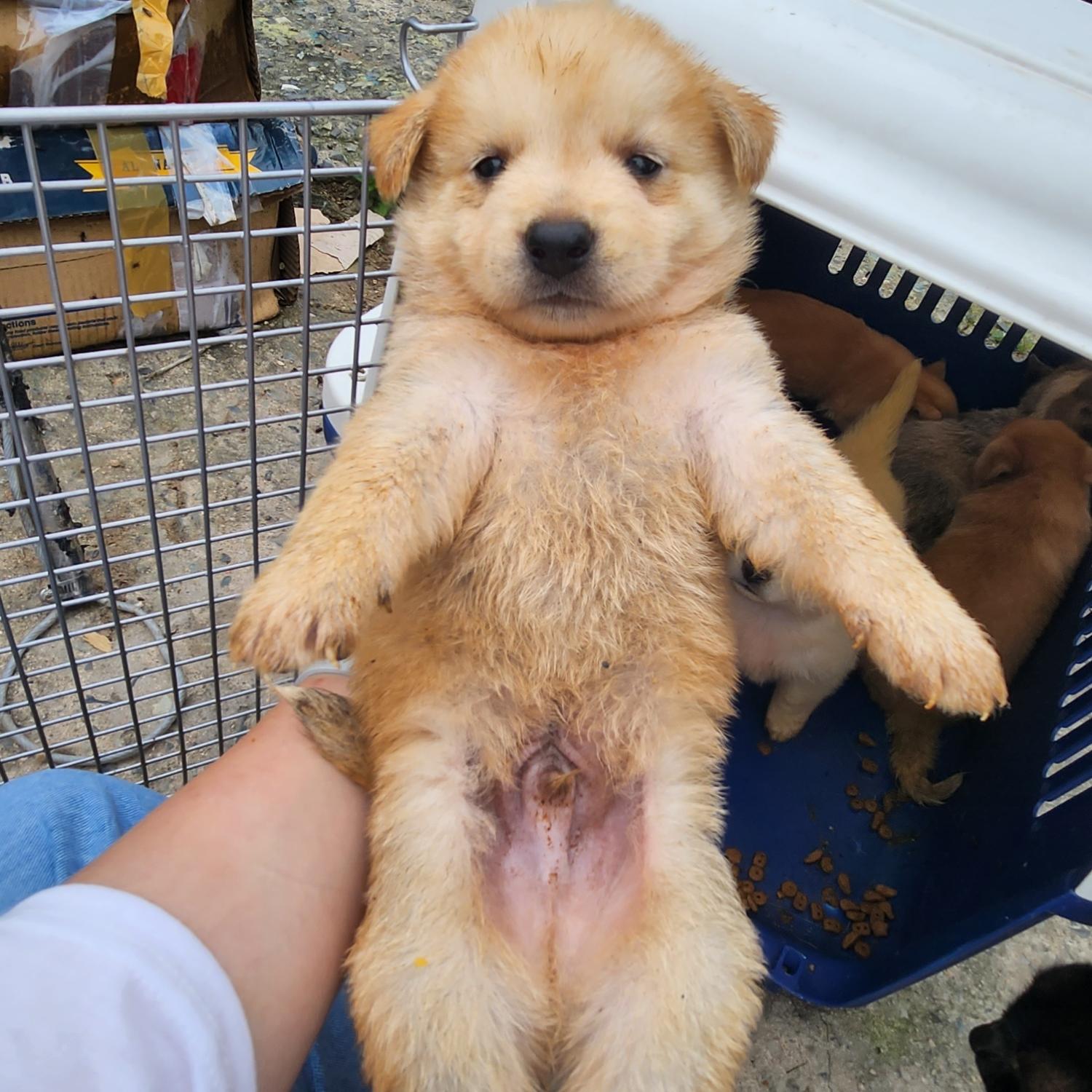 울산유기동물보호센터_431373202300775