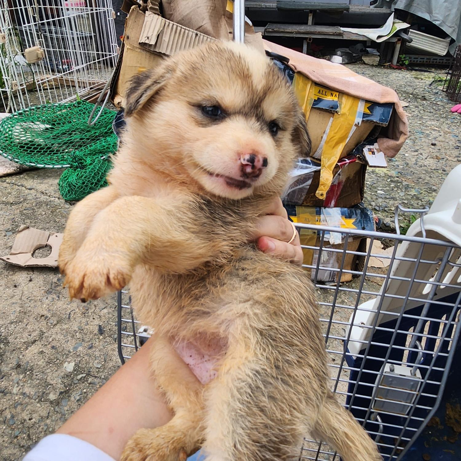울산유기동물보호센터_431373202300778