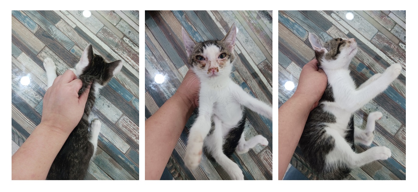 스타캣츠_441393202301342
