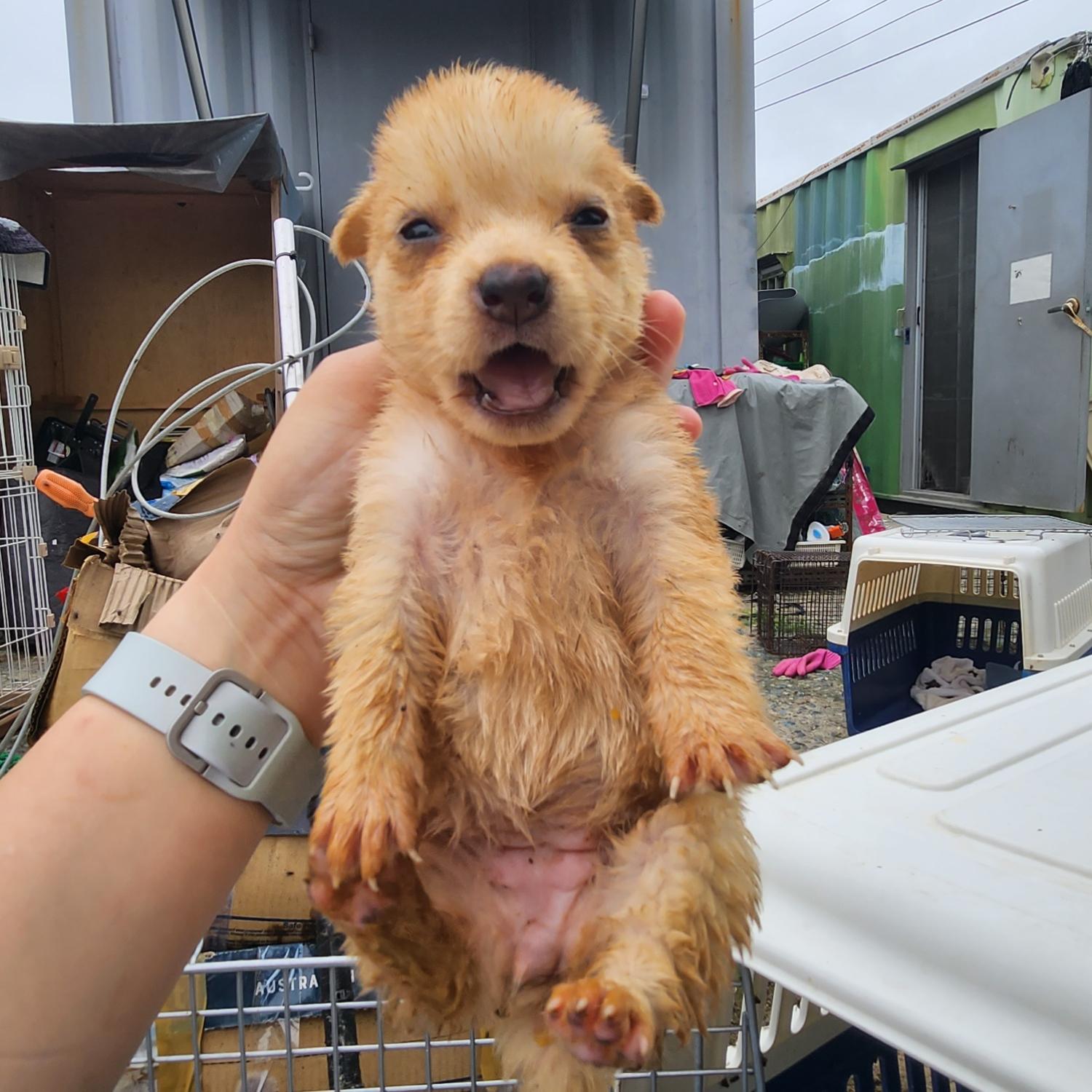 울산유기동물보호센터_431373202300779