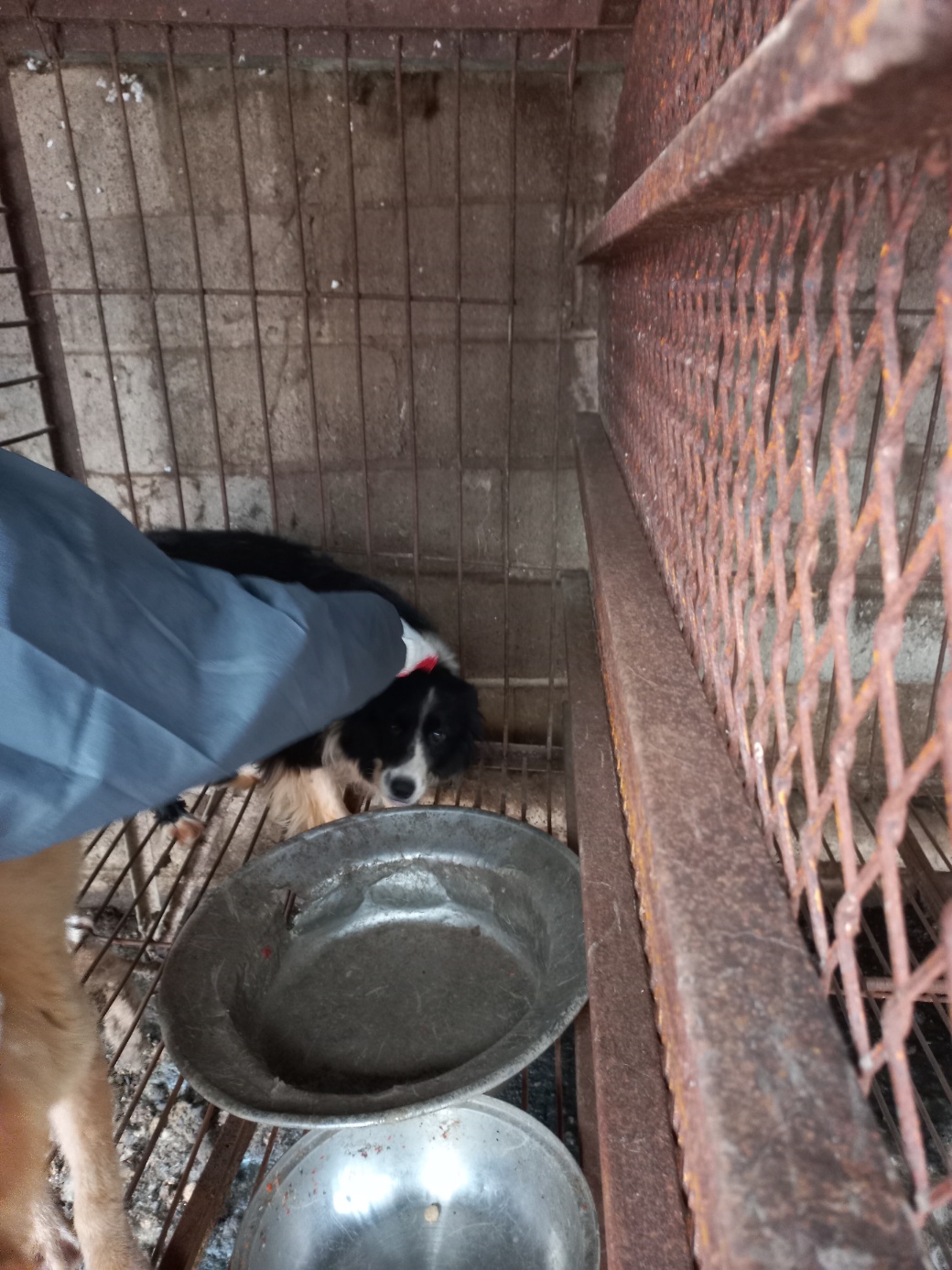 완주군유기동물보호소_445472202300213