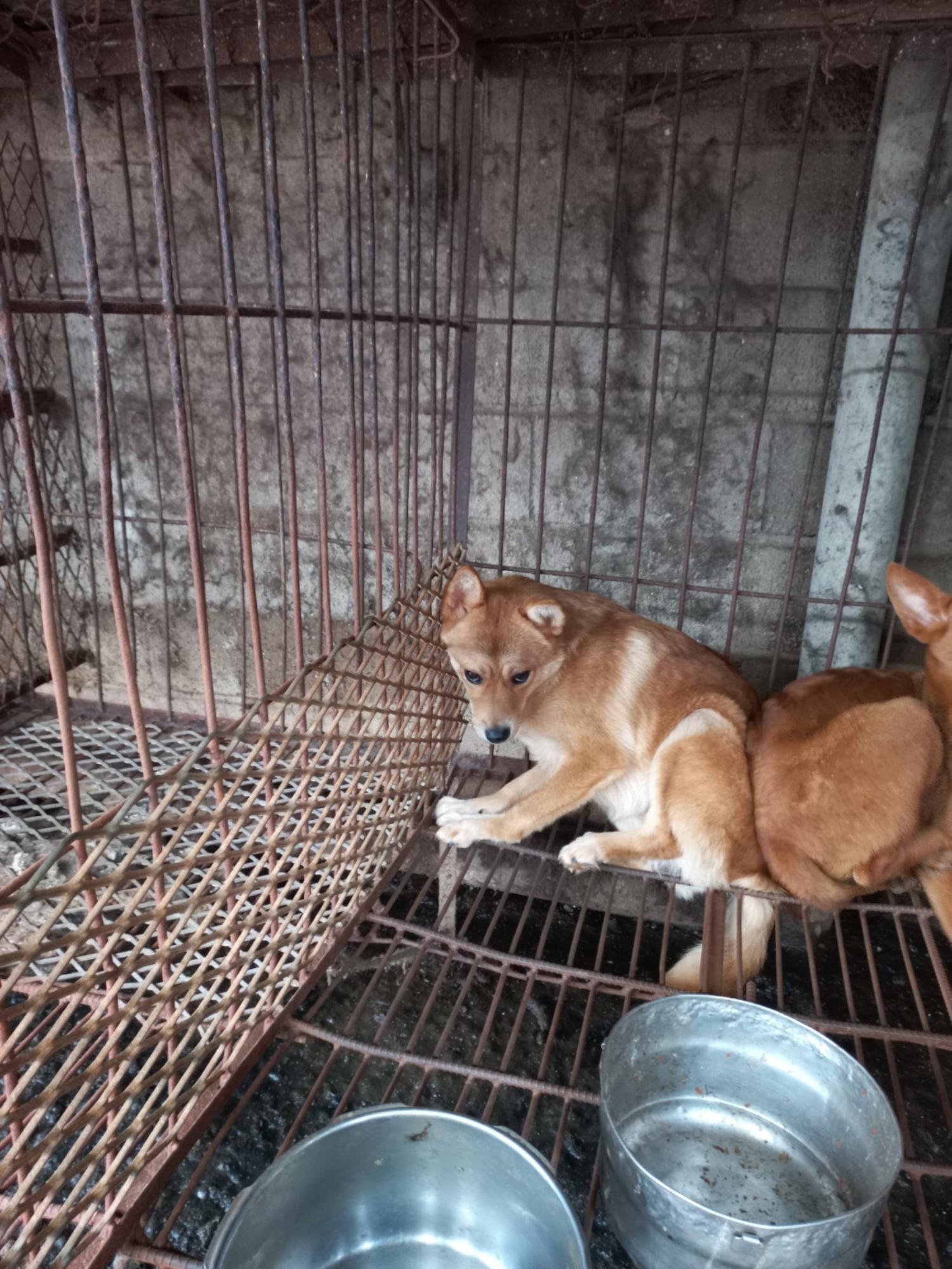 완주군유기동물보호소_445472202300217