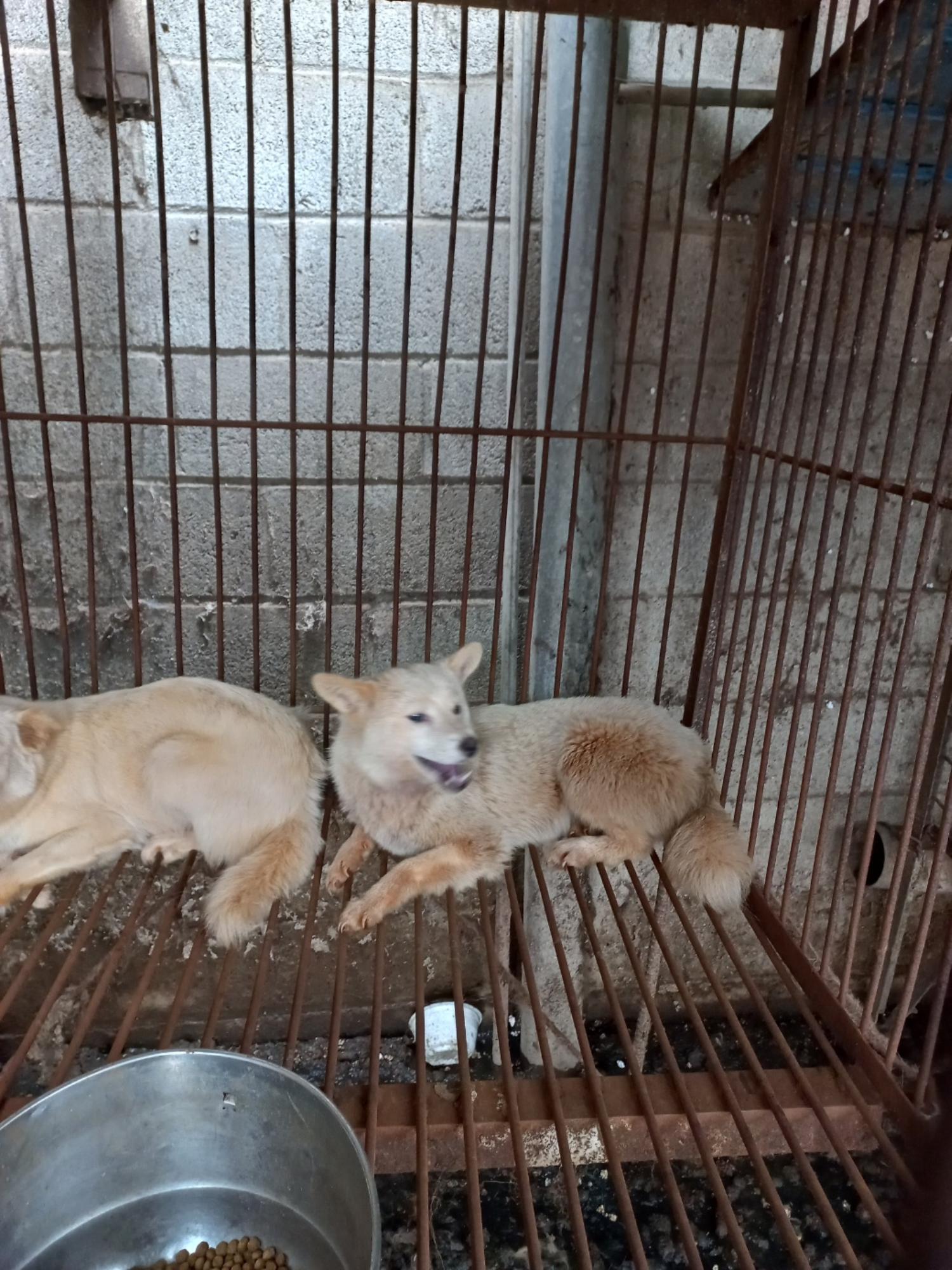 완주군유기동물보호소_445472202300210