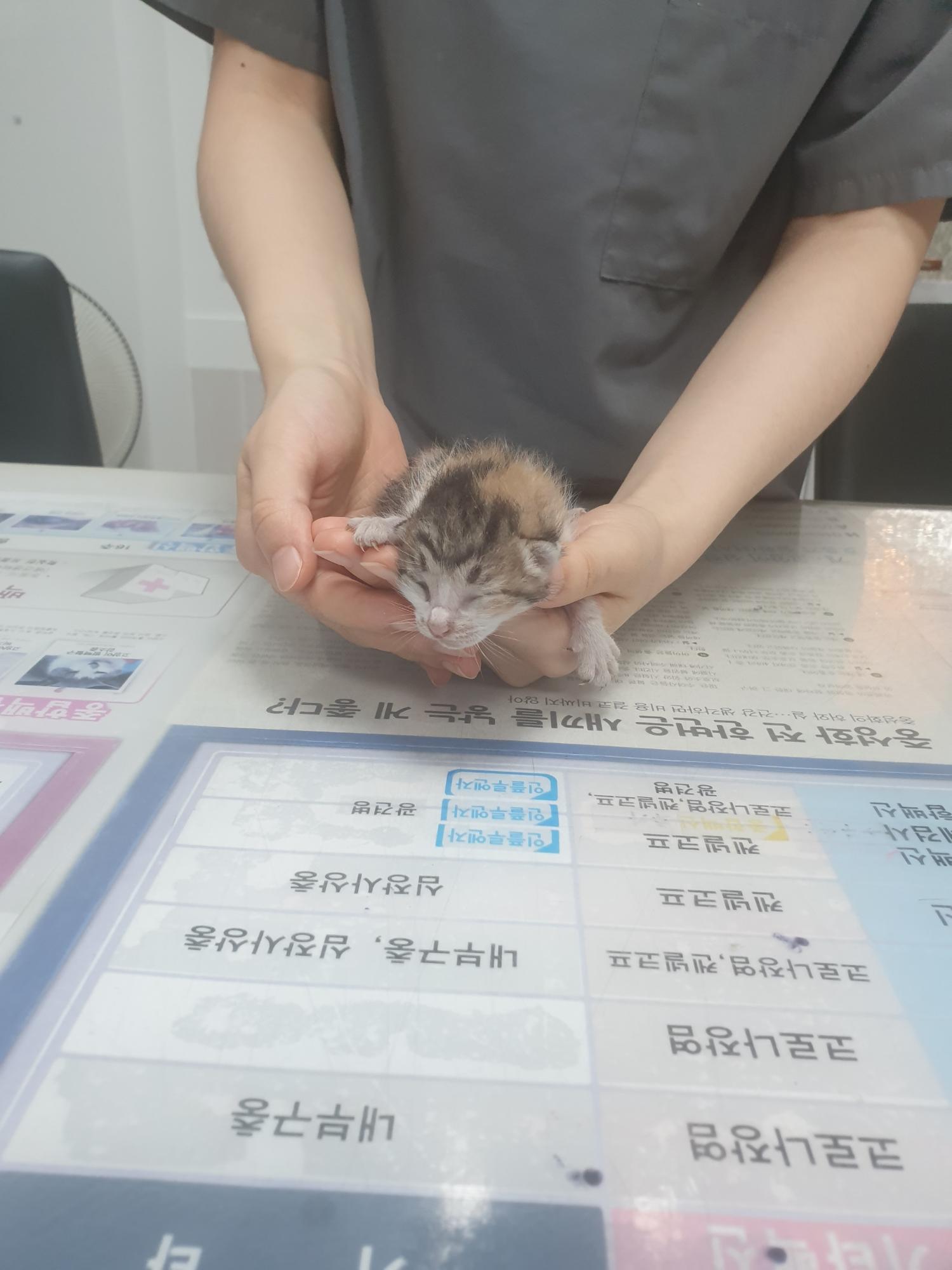 대구시수의사회(평리)_427343202300616