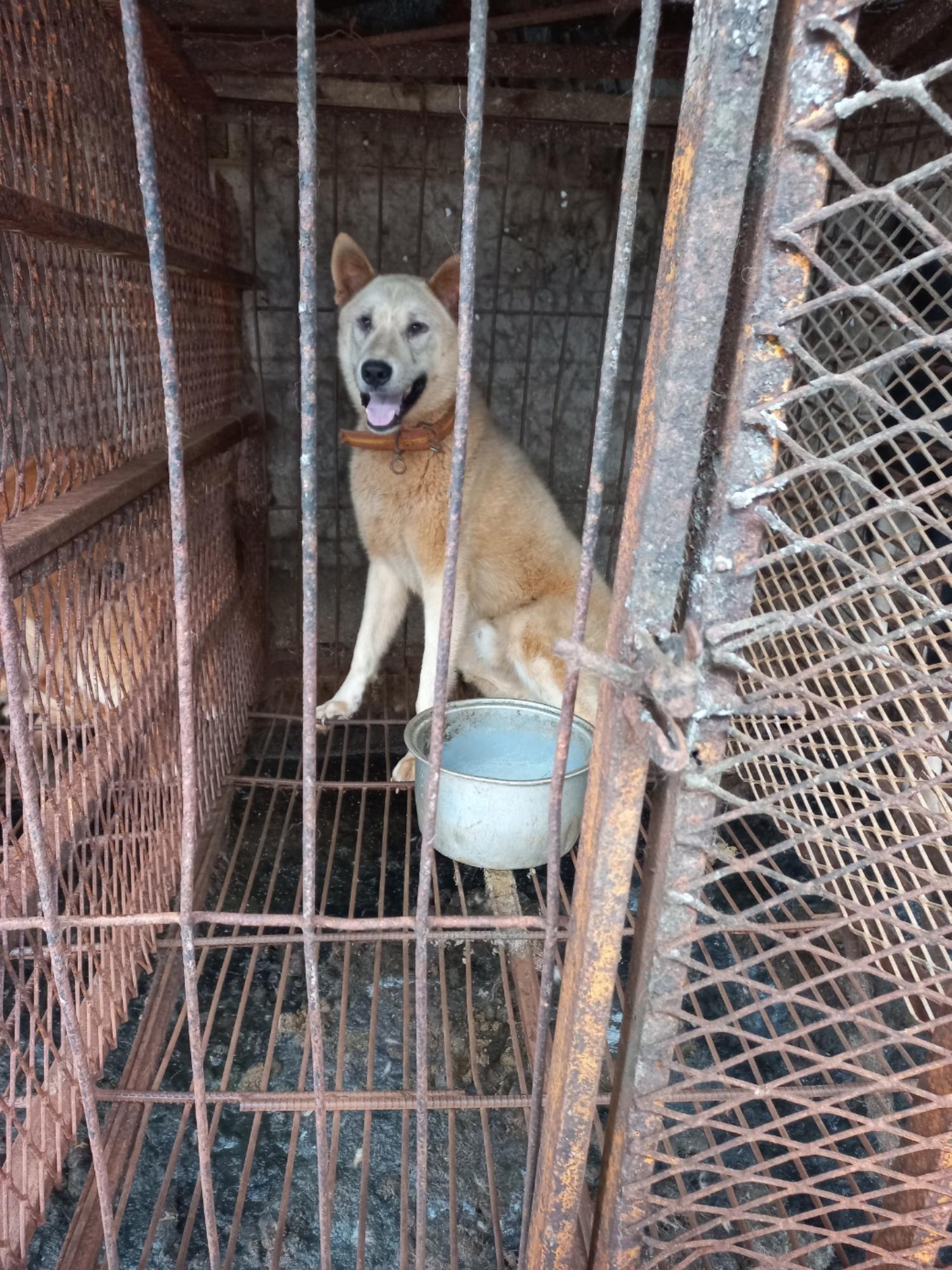 완주군유기동물보호소_445472202300219