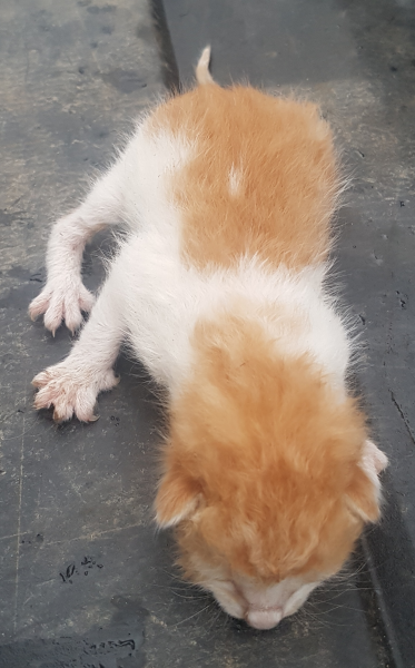 영월군위탁동물보호소_442427202300209