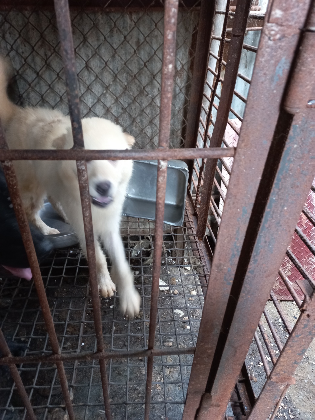완주군유기동물보호소_445472202300221