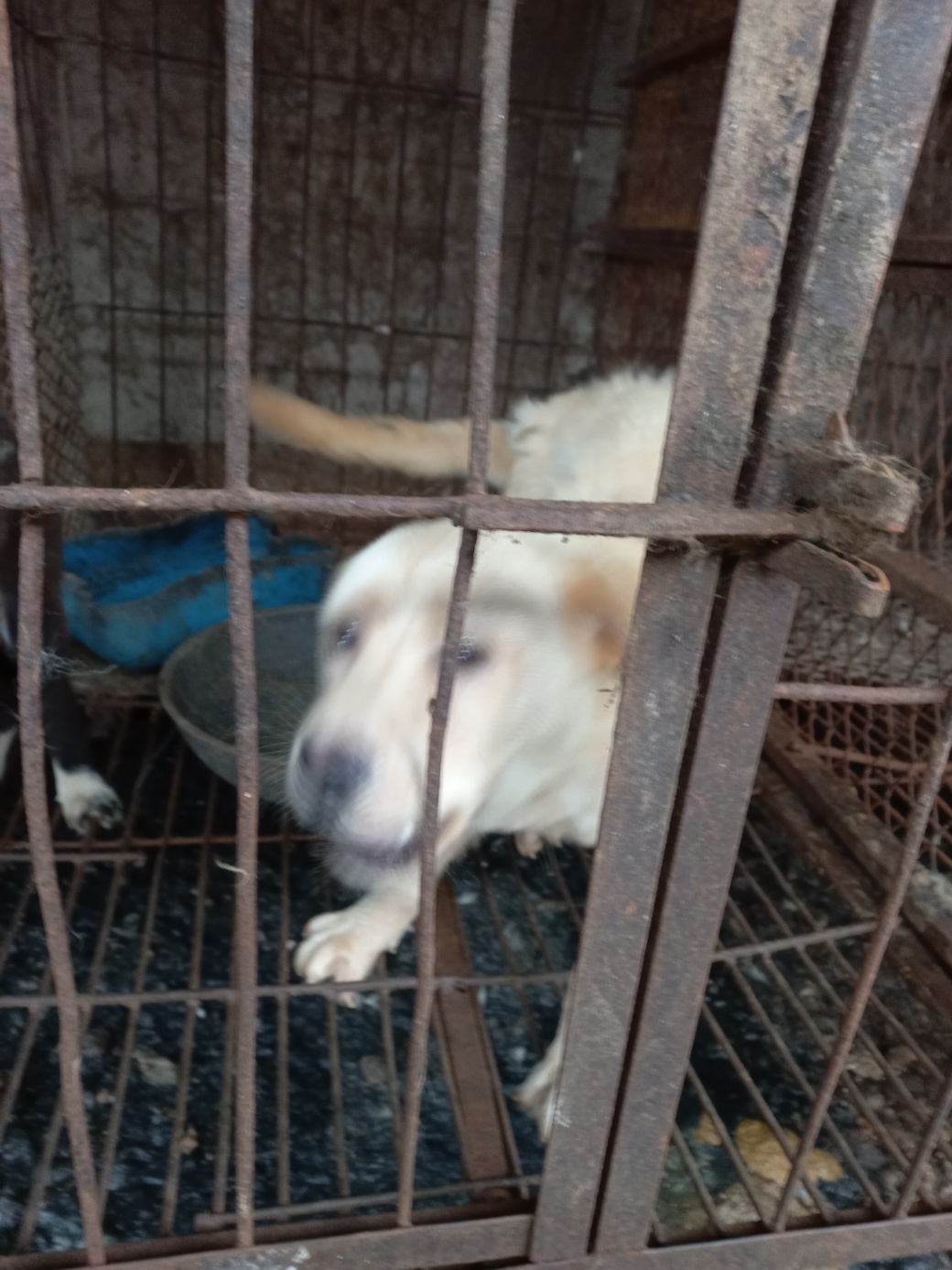 완주군유기동물보호소_445472202300216