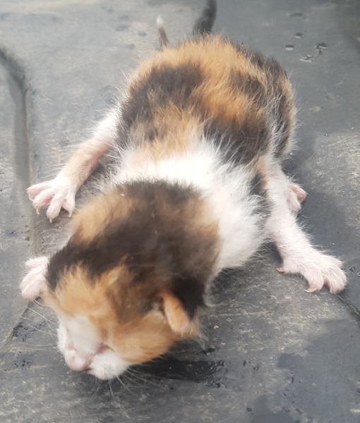 영월군위탁동물보호소_442427202300207