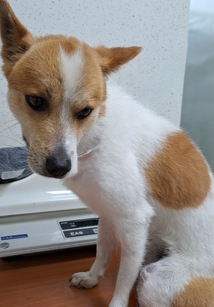 수원시 동물보호센터_441374202300767