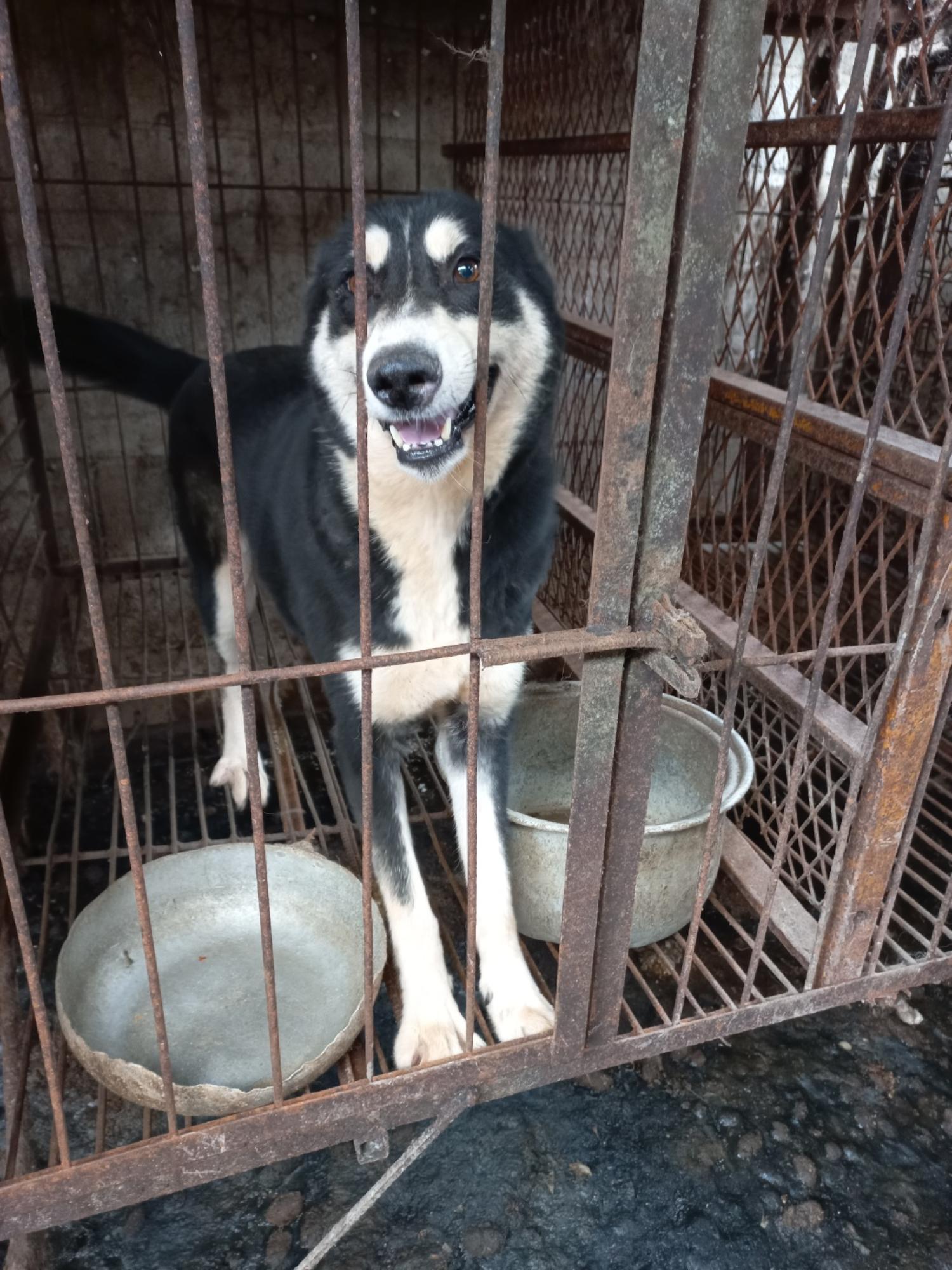완주군유기동물보호소_445472202300220