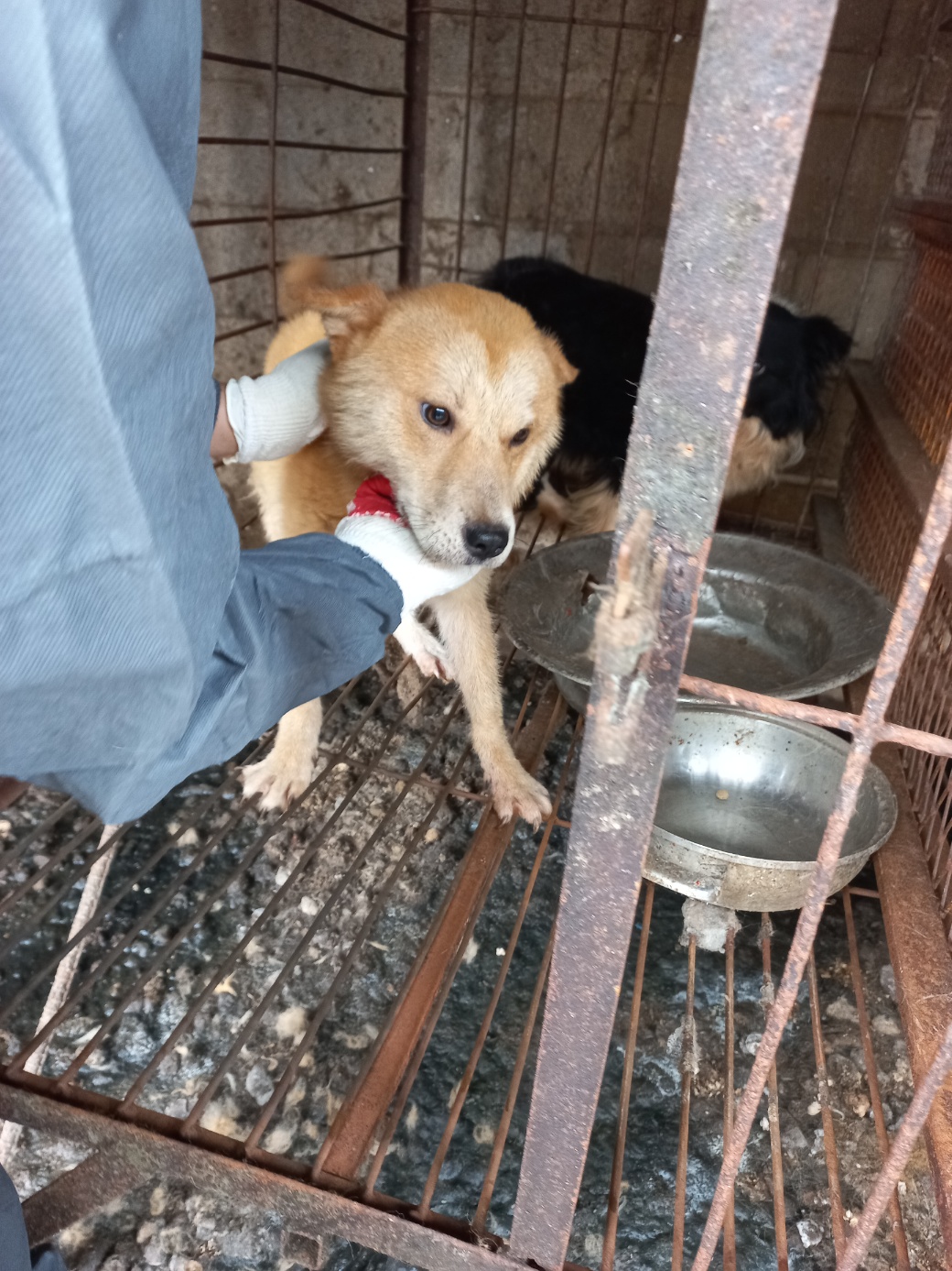 완주군유기동물보호소_445472202300212