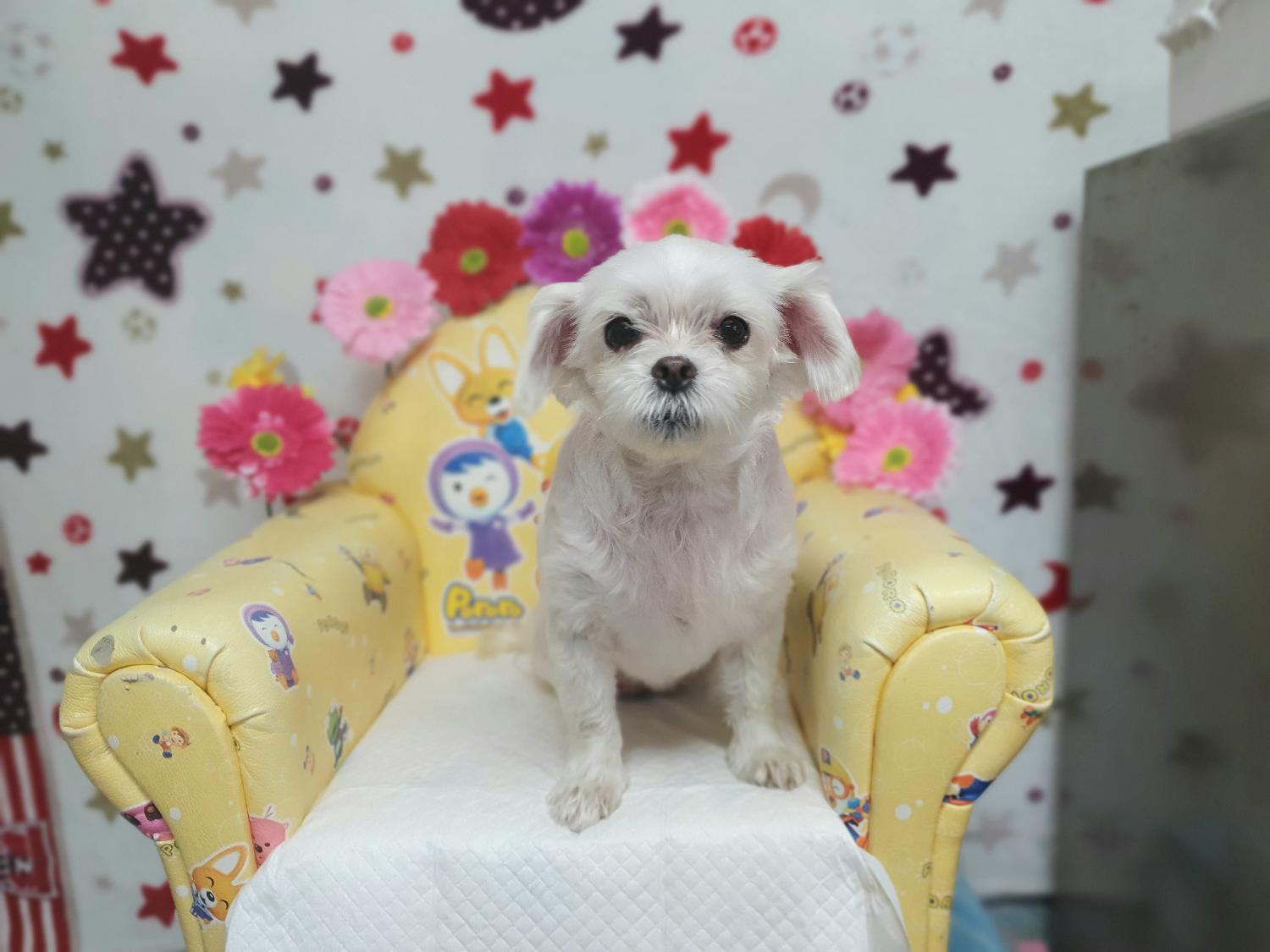 창원유기동물보호소_448567202300949