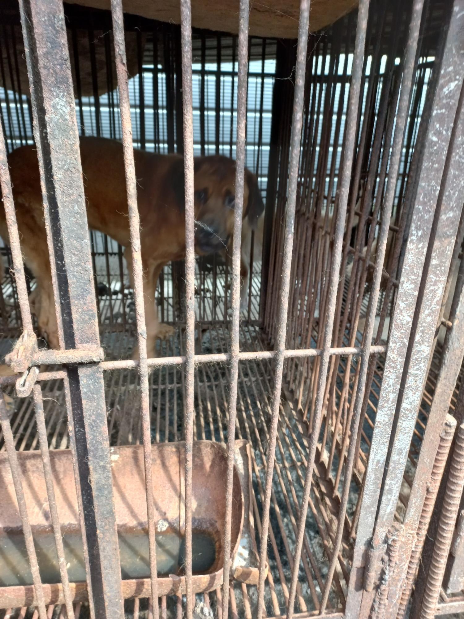 완주군유기동물보호소_445472202300233