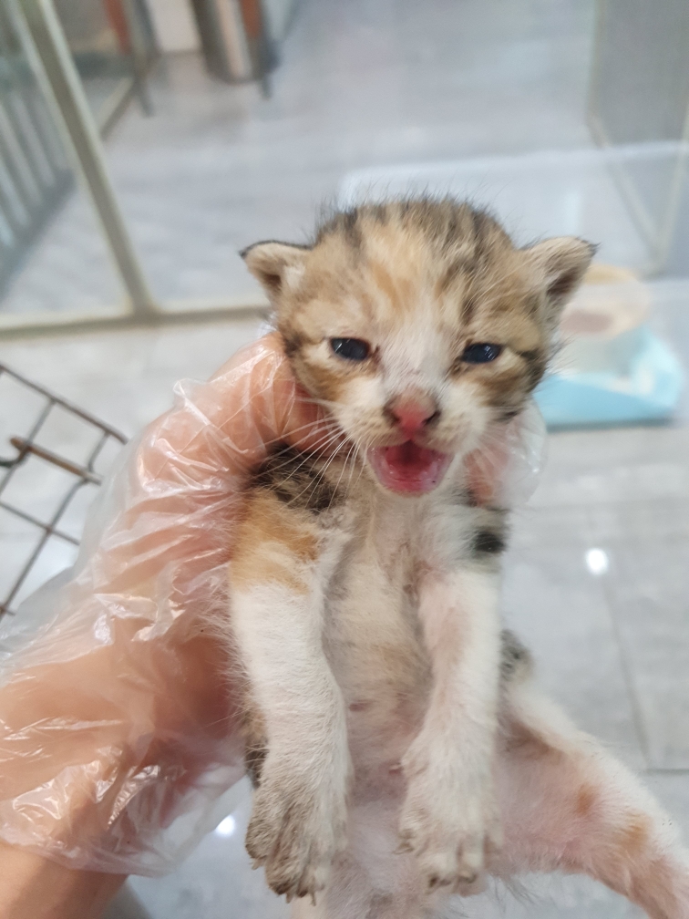 펫앤쉘터동물병원_441378202301327
