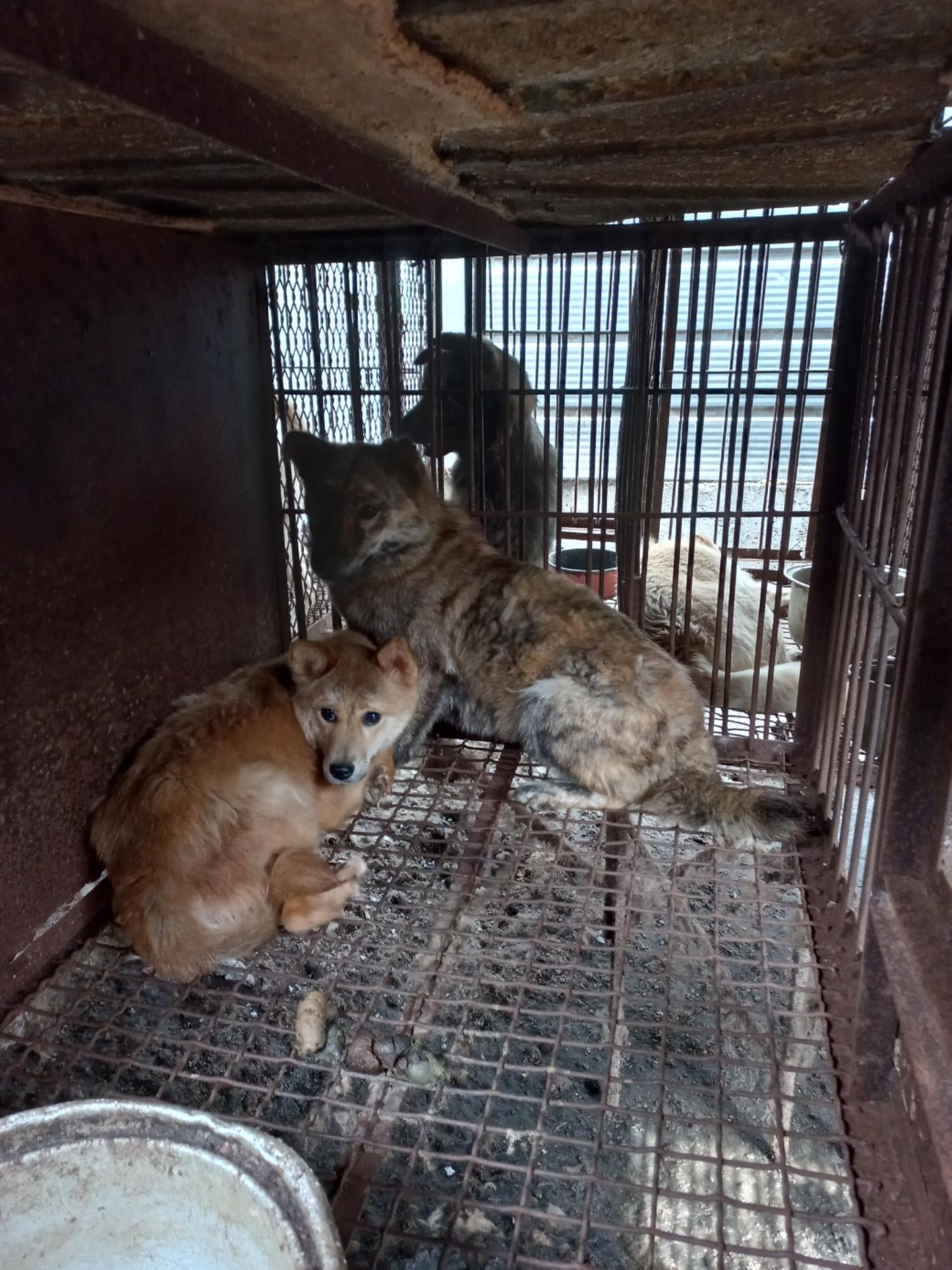 완주군유기동물보호소_445472202300235